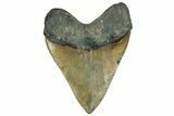 Serrated, Fossil Megalodon Tooth - North Carolina #319920-2